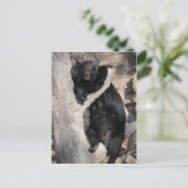 Carte Postale Ours noir asiatique (Debout devant)