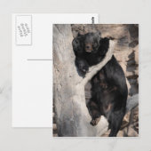 Carte Postale Ours noir asiatique (Devant / Derrière)