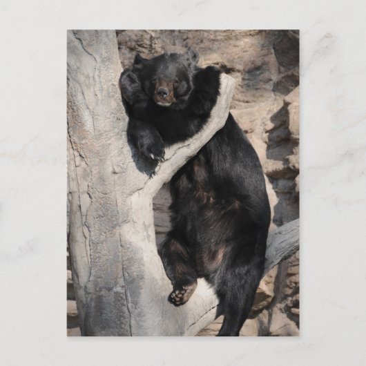 Carte Postale Ours noir asiatique (Devant)