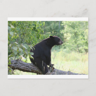 Carte Postale ours noir assis dans l'arbre