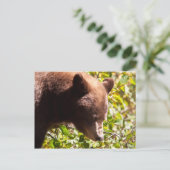 Carte Postale Ours noir cannelle (Debout devant)