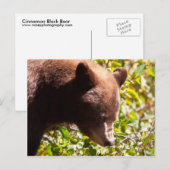 Carte Postale Ours noir cannelle (Devant / Derrière)
