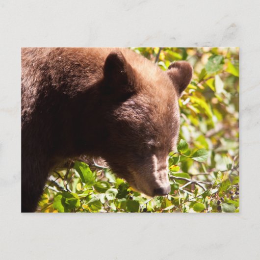 Carte Postale Ours noir cannelle (Devant)