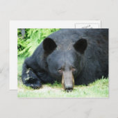 Carte Postale Ours noir - "Cubby" (Devant / Derrière)