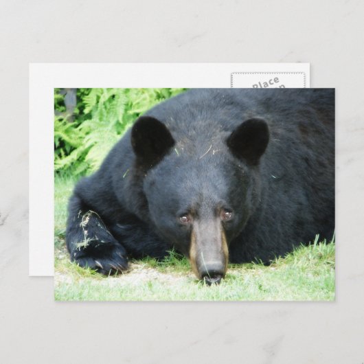 Carte Postale Ours noir - "Cubby" (Devant / Derrière)