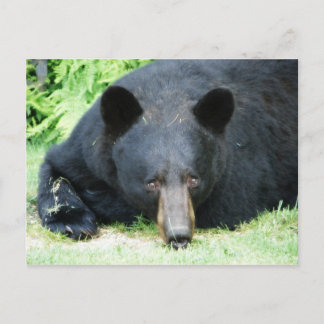Carte Postale Ours noir - "Cubby"