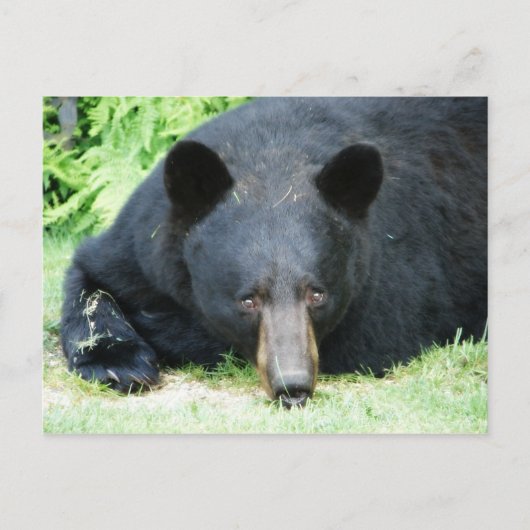 Carte Postale Ours noir - "Cubby" (Devant)