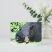 Carte Postale Ours Noir - "Cubby Love" (Debout devant)