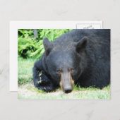 Carte Postale Ours Noir - "Cubby Love" (Devant / Derrière)