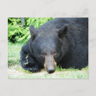 Carte Postale Ours Noir - "Cubby Love"
