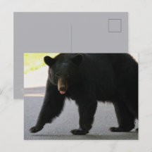 Ours noir dans Cades Cove - Grandes montagnes fumé