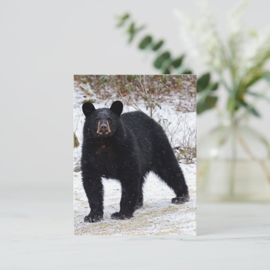Carte Postale Ours noir de Pennsylvanie en hiver (Debout devant)