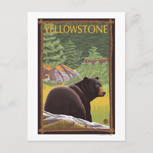 Carte Postale Ours noir en forêt - Parc national de Yellowstone (Devant)