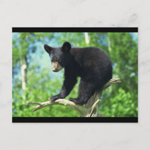 Carte Postale Ours Noir En Haut D'Un Arbre