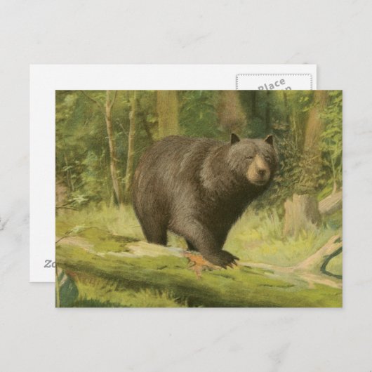 Carte Postale Ours noir faisant un pas sur un tronc d'arbre (Devant / Derrière)