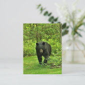 Carte Postale Ours noir jardin (Debout devant)