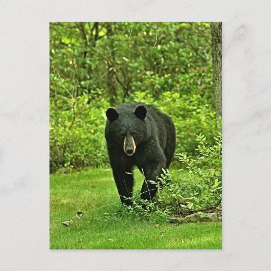 Carte Postale Ours noir jardin (Devant)