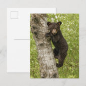 Carte Postale Ours noir jeune dans l'arbre (Devant / Derrière)
