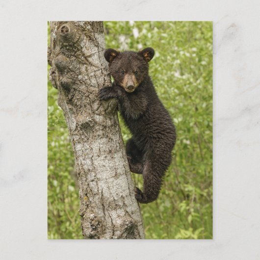 Carte Postale Ours noir jeune dans l'arbre (Devant)