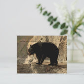 Carte Postale Ours noir (oeuvre originale) (Debout devant)