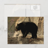 Carte Postale Ours noir (oeuvre originale) (Devant / Derrière)