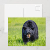 Carte Postale Ours noir sauvage d'Amérique du Nord (Devant / Derrière)