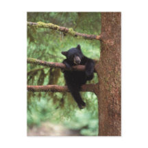 ours noir, Ursus americanus, ourson dans un arbre