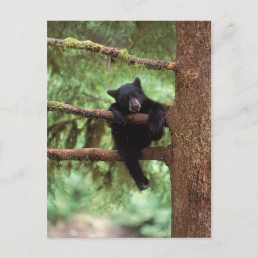Carte Postale ours noir, Ursus americanus, petit dans un arbre (Devant)