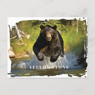 Carte postale Ours noir Yellowstone