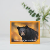Carte postale Ours noir Yellowstone (Debout devant)