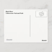 Carte postale Ours noir Yellowstone (Dos)