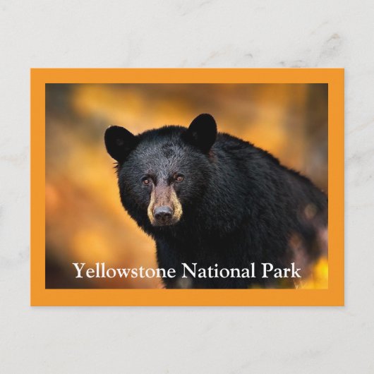 Carte postale Ours noir Yellowstone (Devant)
