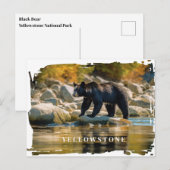 Carte postale Ours noir Yellowstone (Devant / Derrière)
