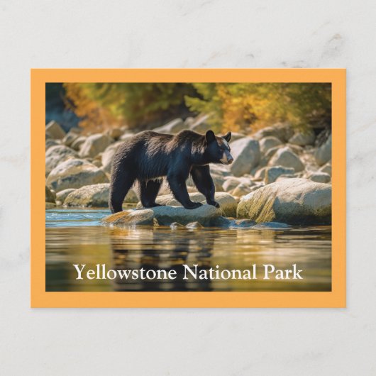 Carte postale Ours noir Yellowstone (Devant)