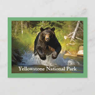 Carte postale Ours noir Yellowstone