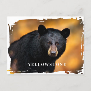 Carte postale Ours noir Yellowstone