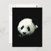Carte Postale Ours Panda (Devant / Derrière)