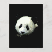 Carte Postale Ours Panda (Devant)