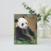 Carte Postale Ours Panda (Debout devant)