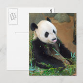 Carte Postale Ours Panda (Devant / Derrière)