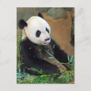 Carte Postale Ours Panda