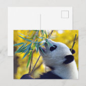 Carte Postale Ours Panda mangeant du Bambou (Devant / Derrière)