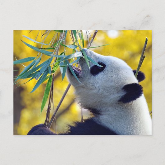 Carte Postale Ours Panda mangeant du Bambou (Devant)