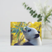 Carte Postale Ours Panda mangeant du Bambou (Debout devant)