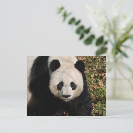 Carte Postale Ours Panda Petulant (Debout devant)