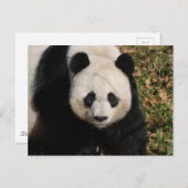 Carte Postale Ours Panda Petulant (Devant / Derrière)