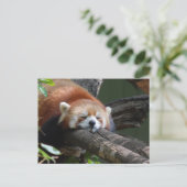 Carte postale Ours Panda Sleeping (Debout devant)