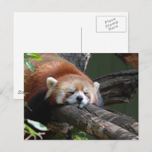 Carte postale Ours Panda Sleeping (Devant / Derrière)