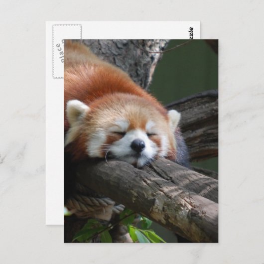 Carte postale Ours Panda Sleeping (Devant / Derrière)