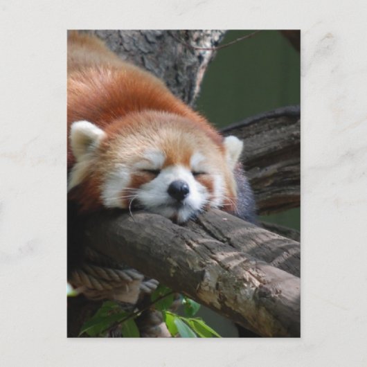 Carte postale Ours Panda Sleeping (Devant)